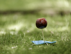 red fruit on green grass during day time thumbnail